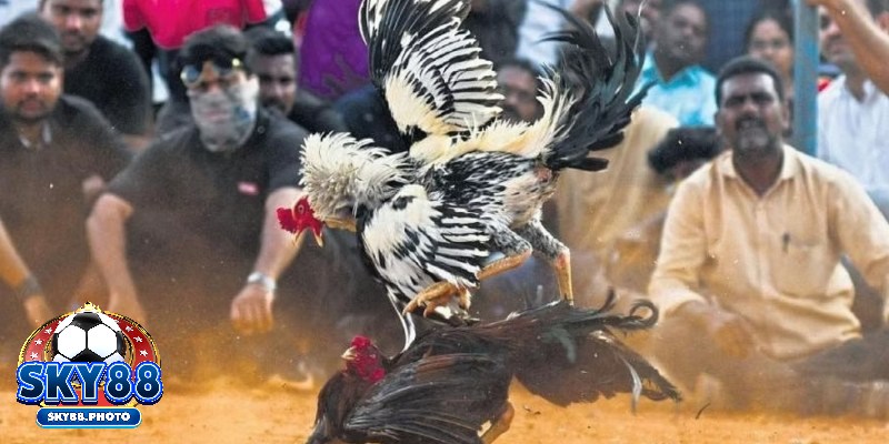 Dựa vào tỷ lệ odd thưởng