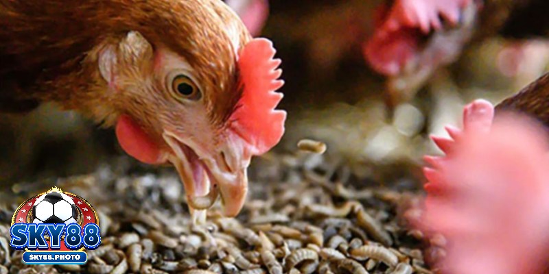 Thức ăn gà đá mồi tươi