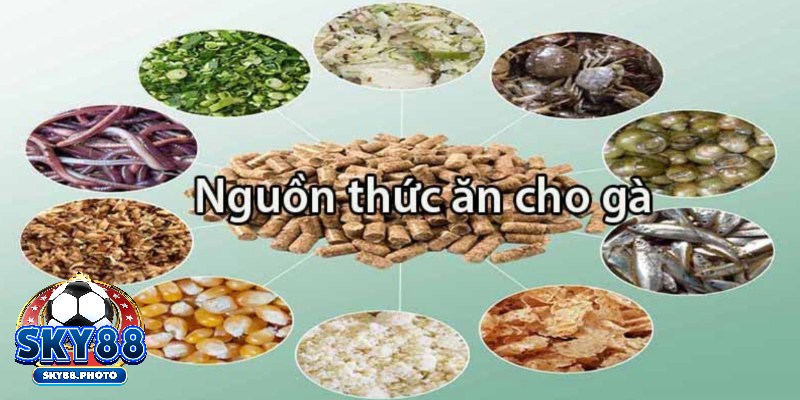 Lựa chọn thức ăn phù hợp