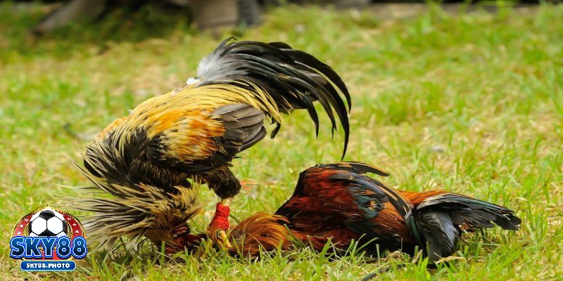 Giới thiệu về thể loại đá gà Campuchia nổi tiếng hiện nay