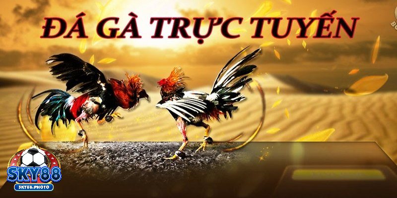 Giới thiệu về trận đá gà 24 tỷ