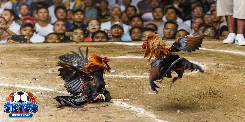 Địa điểm tổ chức