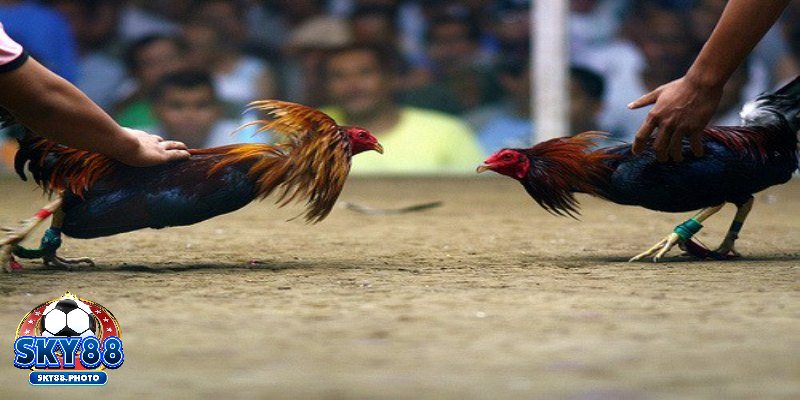 Diễn biến kịch tính tại trận đá gà 24 tỷ