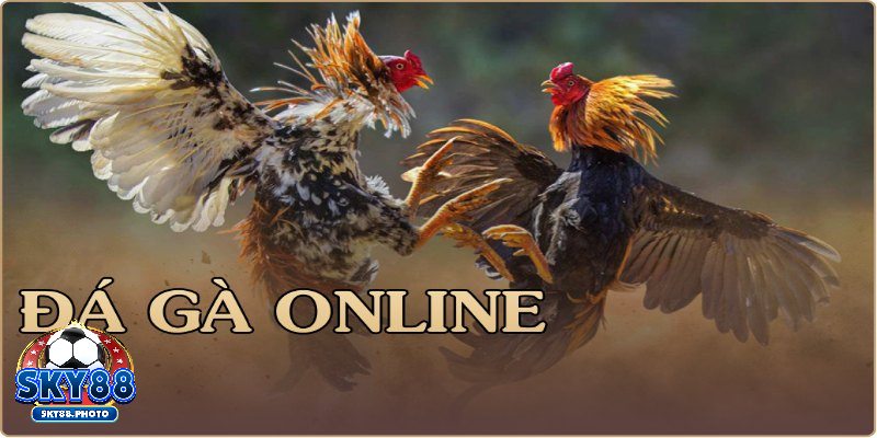 Giới thiệu về trang đá gà trực tiếp SKY88