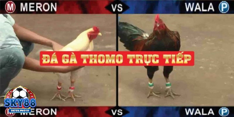 Đa dạng kèo với tỷ lệ cực hấp dẫn