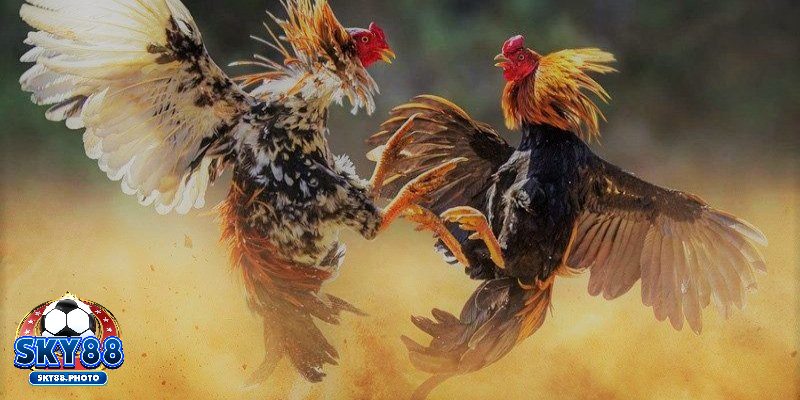 Chọn thời điểm chơi hợp lý