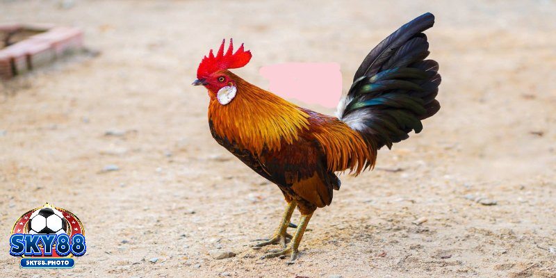 Chất lượng hiển thị tốt